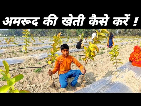 अमरूद का बाग कैसे लगाएं | amrud ka bag kaise lagaen | vnr guava farming #guavafarming