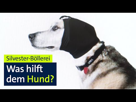 Silvester-Knallerei: Was hilft dem Hund gegen Böller-Panik? | Abendschau | BR24