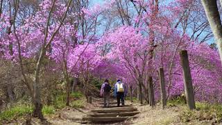 【公式】飯能市～桜の名所～ Cherry Blossoms in Hanno city /30秒版