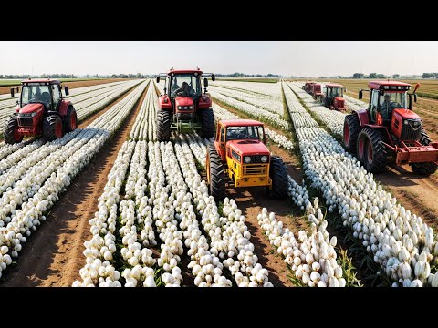 China's Mechanized Cotton Farming: BEYOND AMERICAN SUCCESS?