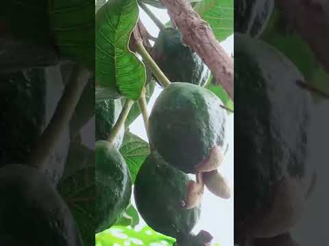 Guava tree in my home