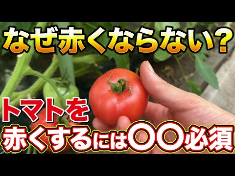 【焦らないで】トマト育てていて実が赤くならないのには理由があります