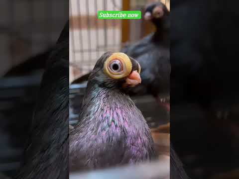 so beautiful pigeon \ fansy pigeon #fancypigeon #pigeon #viral #kingflyingpigeons #shorts