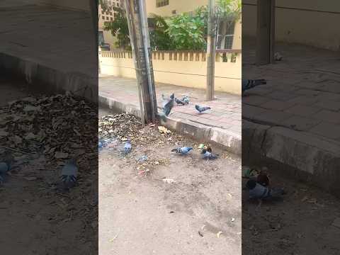 #pigeon #viral #shortsfeed #trending #yt #trendingshorts #nature