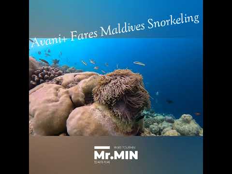 아바니+ 파레스 몰디브 리조트 스노클링 Avani+ fares maldives snorkeling