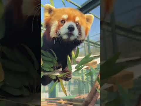 Baby, do you like the new enrichment? Red panda