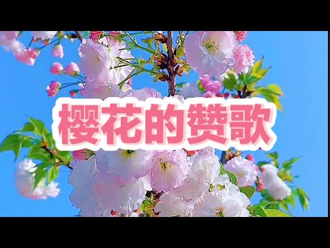 樱花的赞歌Ode to Cherry Blossoms#樱花校园