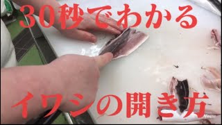 【イワシ】30秒でわかるイワシの開き方