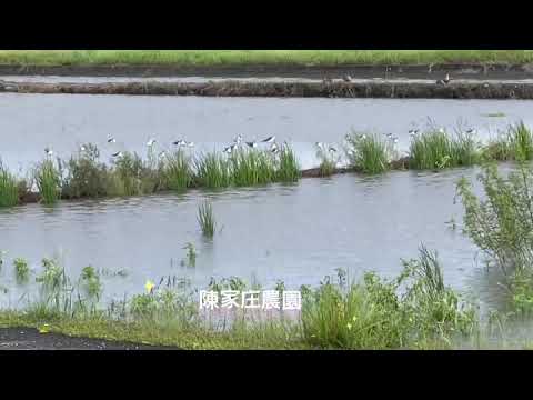 颱風天，高蹺鴴，養精蓄銳，準備乘風破浪，希望鳥兒們能平安度過這場風雨，大家也要做好防颱準備喔！#陳家庄農園#居仁米#一起乘風破浪