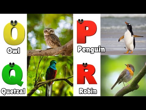 Birds ABC Song | Birds Alphabet Song | Learn English Alphabet Letters | Phonics for Kids