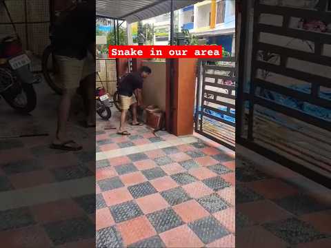 Snake in our area #snake #snakevideo #snakes #snakerescue #snakerun