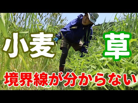 【小麦収穫直前】小麦畑の草がえらいことに‼︎境界線が分からない。