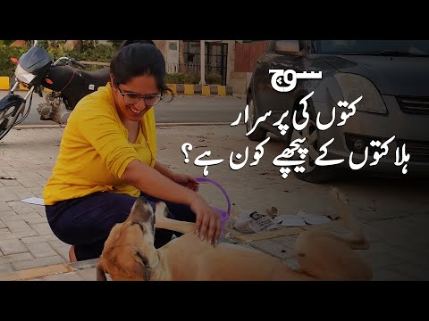 Karachi: Who is behind the mysterious deaths of these dogs?