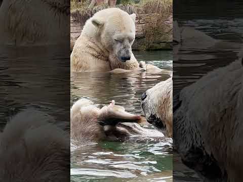 Polar Bear Week!