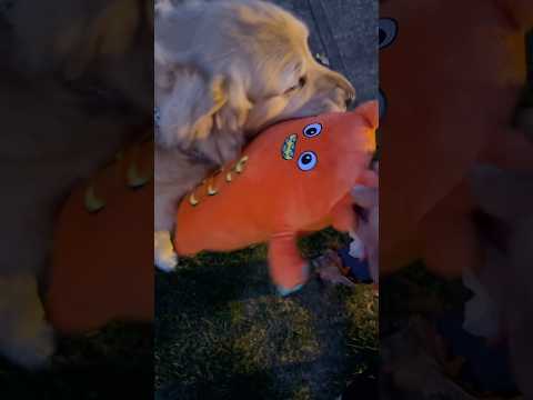 Surprising Bear With His Halloween Toy!