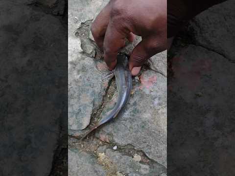 Cute baby fish || village fishing video #fishing #reels