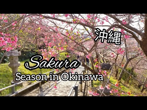 Sakura season in Okinawa | 沖縄の桜