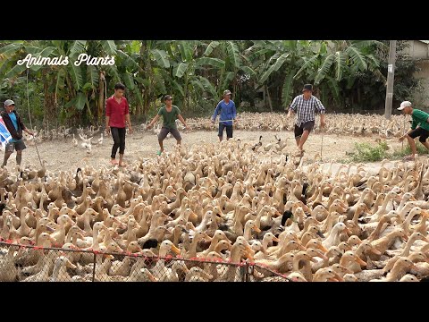 The duck | Duck | How do ducks laying nearly 13000 animals move on 3 ships?.Animals Plants