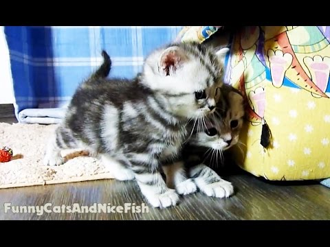 Cute Kittens Naomi and Newton  learning how to play