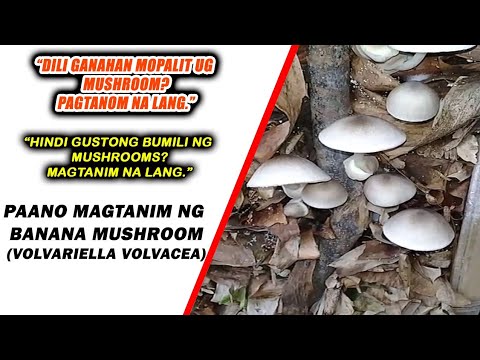 HOW TO PLANT BANANA MUSHROOMS (VOLVARIELLA VOLVACEA) BY ANAK BUKID