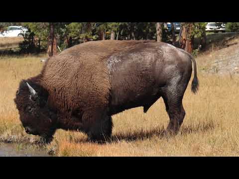 Yellowstone National Park | Grand Teton National Park