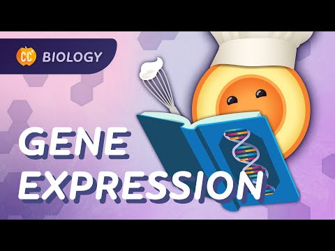 How Genes Express Themselves: Crash Course Biology #36