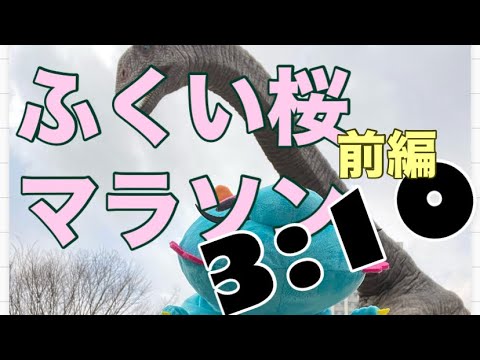 ふくい桜マラソン　狙えシュガーカット前編