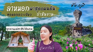 ทุ่งดอกกระเจียว ที่ป่าหินงาม |อัพเดทล่าสุดปี 66 | กางเต็นท์ ชมหมอกผาสุดแผ่นดิน |ลานหินงาม |แพรวีย่า