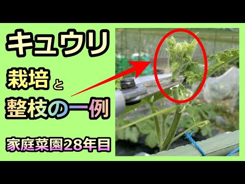 【キュウリ 栽培と整枝ノウハウ】家庭菜園28年目 無農薬 半自給自足