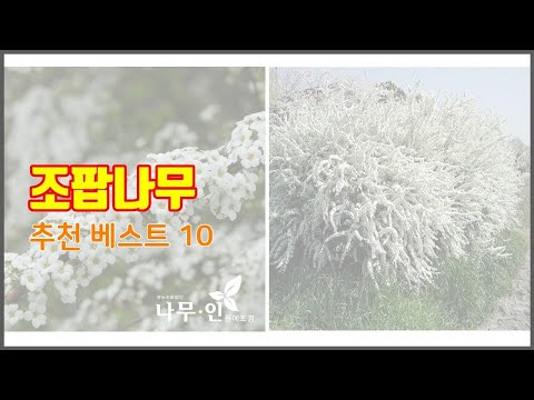 조팝나무 추천 선정 기준은 가격, 품질, 판매량! 추천 상품 TOP 10