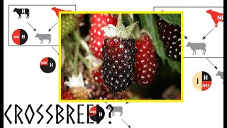 Boysenberries: History and Top Season