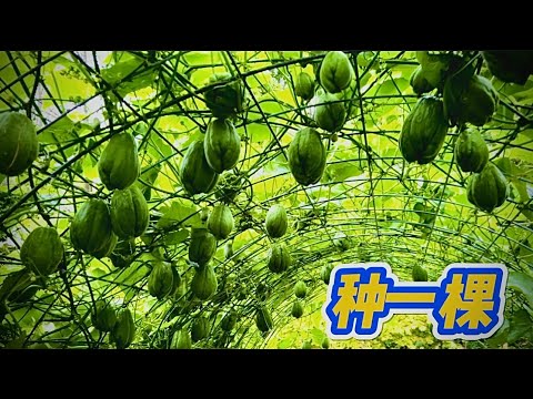 种好佛手瓜的体会. 8 years of Growing Chayote