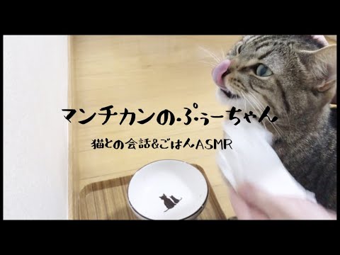 【猫との会話&ご飯ASMR】