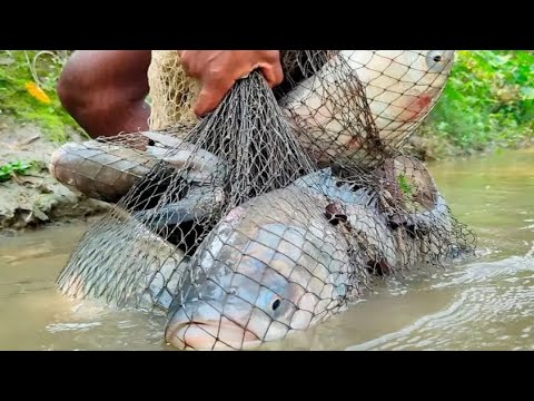 Amazing fish catch 😱😱🥰❤️। Masti With Farhan।। fish catch 😱🥰❤️#video #fishing #viralvideo