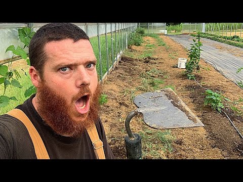 We Are WEEDING In The High Tunnel!