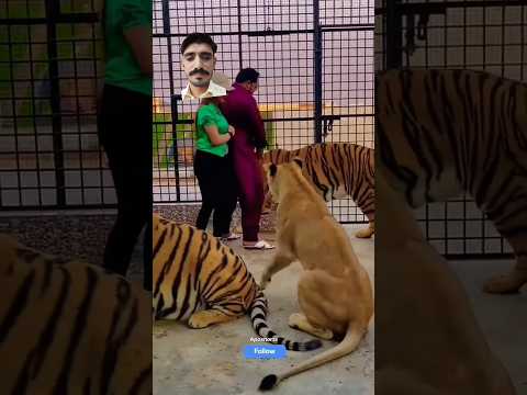 #tiger #animals #attitude #lion #funny #dubai #pkistan #aposhorts #viral #jungle