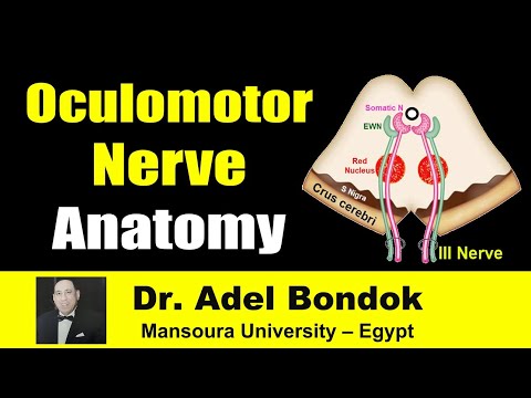 Oculomotor (III) Nerve: Clinical Anatomy, Dr Adel Bondok