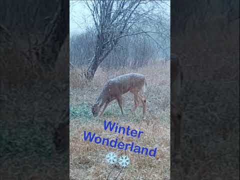 WINTER WONDERLAND  #trailcam  #wildlife #deer #snow