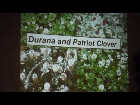 Pennington Seed Benefits of Durana and Patriot Clovers from Pennington Seed