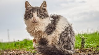 10 Interesting Facts about Stray Cats 🐾😺