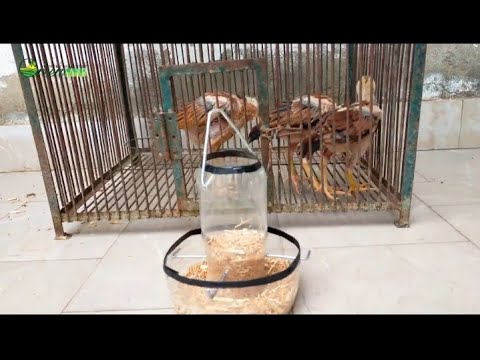 How to make chicken feeder tank with plastic bottles