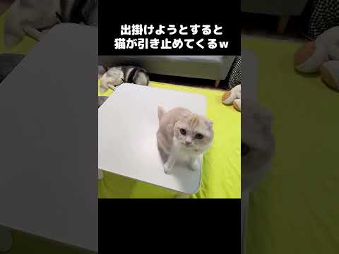 出掛けようとすると猫が引き止めてくる...笑#shots