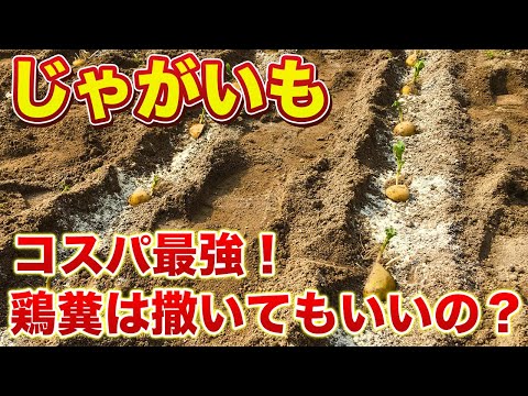 【じゃがいも栽培】コスパ最強の鶏ふんは使用してもいいのか？Youtuberごとに異なる意見！使用してもいいのか？詳しく解説します！