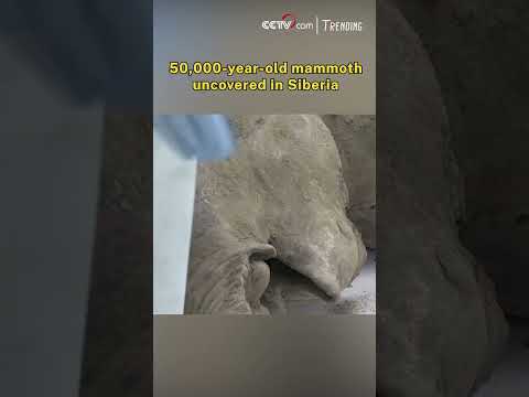 50,000-year-old mammoth uncovered in Siberia