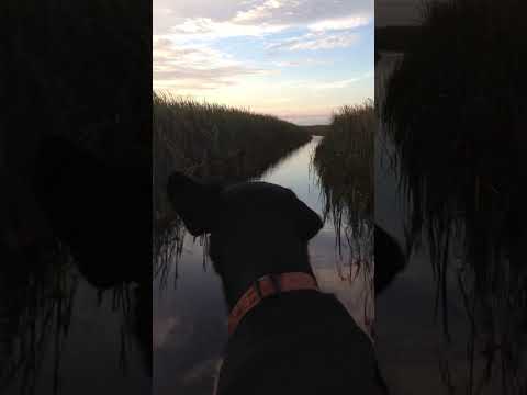 Flying high #fishing #naples #fishingcharter #shortvideo #boats #ripp #nature #okeechobee #animal