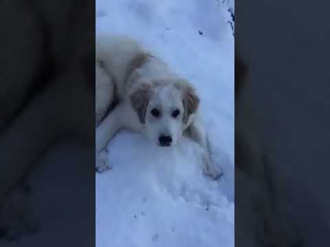 Puppy Playing in the Snow!  #shorts #puppyplayinginsnow #cutepuppy #puppy