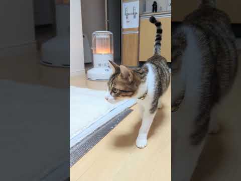 名前を呼ぶと来てくれるようなった子猫 #shorts