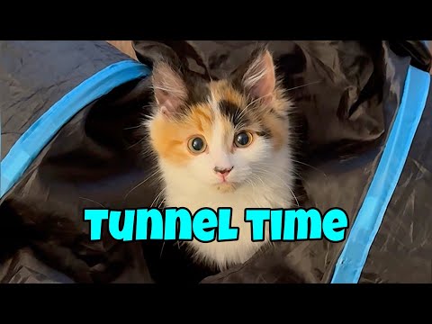 Tunnel Time with Olive and Pudding