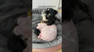 am I? #dog#chihuahua#shorts#shortvideo#youtube#youtubeshorts#viral#trending#cutepet#cute#question