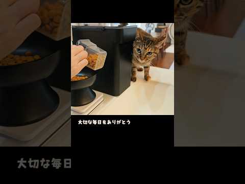 「ママ、ご飯まだ？」が可愛い猫